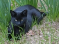 Black cat in daffodils