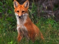 Animals-PatriciaCalder-14