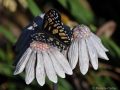 Animals-PatriciaCalder-15