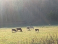 Animals-PatriciaCalder-2