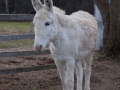 Animals-PatriciaCalder-23