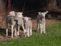 Animals-PatriciaCalder-25