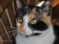 Animals-PatriciaCalder-3