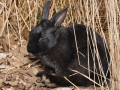 Animals-PatriciaCalder-4