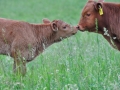 Animals-PatriciaCalder-9