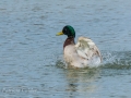 © PatriciaCalder (2 of 2)-3