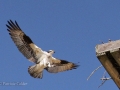 Birds-PatriciaCalder-11