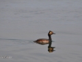 Birds-PatriciaCalder-13