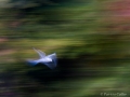 Birds-PatriciaCalder-27