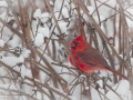 Birds-PatriciaCalder-33
