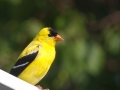 Birds-PatriciaCalder-36