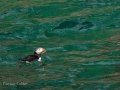 Birds-PatriciaCalder-41