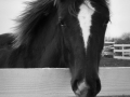 BW-PatriciaCalder-1