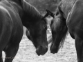 BW-PatriciaCalder-13