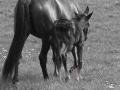 BW-PatriciaCalder-15