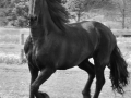 BW-PatriciaCalder-17