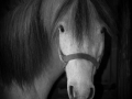 BW-PatriciaCalder-6