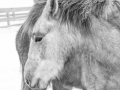 BW-PatriciaCalder-9