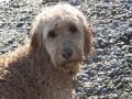 Dogs-PatriciaCalder-1