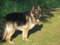 Dogs-PatriciaCalder-2