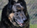 Dogs-PatriciaCalder-6