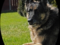 Dogs-PatriciaCalder-8