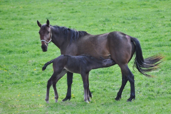Fillies-Colts-PatriciaCalder-10