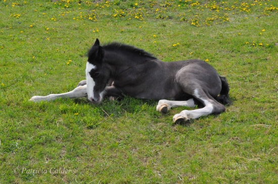 Fillies-Colts-PatriciaCalder-20