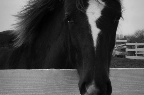 Fillies-Colts-PatriciaCalder-5