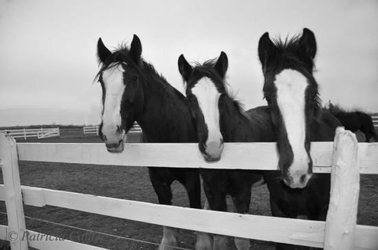 Fillies-Colts-PatriciaCalder-6