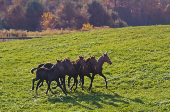 Horses-PatriciaCalder-23
