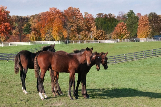 Horses-PatriciaCalder-24