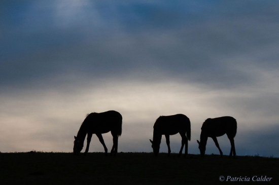 Horses-PatriciaCalder-42