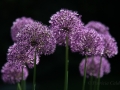 ©-PatriciaCalder-4-of-12-2
