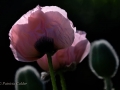 Flowers-Gardens-PatriciaCalder-11