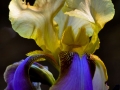 Flowers-Gardens-PatriciaCalder-12