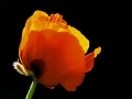 Flowers-Gardens-PatriciaCalder-13