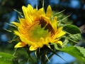 Flowers-Gardens-PatriciaCalder-14