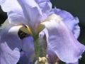 Flowers-Gardens-PatriciaCalder-16
