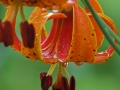 Flowers-Gardens-PatriciaCalder-19