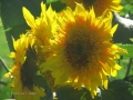 Flowers-Gardens-PatriciaCalder-2