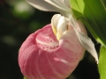 Flowers-Gardens-PatriciaCalder-22