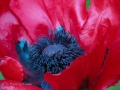 Flowers-Gardens-PatriciaCalder-24