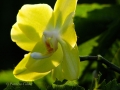 Flowers-Gardens-PatriciaCalder-26