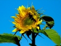 Flowers-Gardens-PatriciaCalder-3