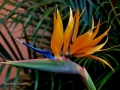 Flowers-Gardens-PatriciaCalder-31