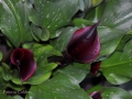 Flowers-Gardens-PatriciaCalder-33