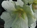 Flowers-Gardens-PatriciaCalder-34