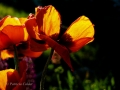 Flowers-Gardens-PatriciaCalder-4