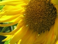 Flowers-Gardens-PatriciaCalder-6